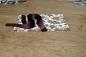 Preview: Leporello with wine-red satin ribbon, folded photo cardboard for up to 14 pictures